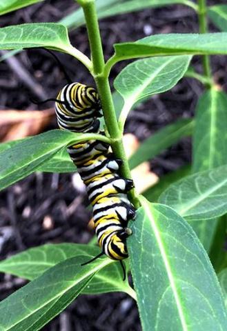 monarch larva on milkweed