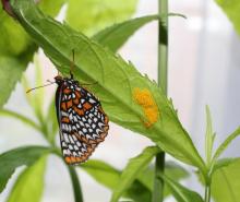 The newly emerged Baltimore Checkerspots (Euphydryas phaeton) started laying eggs today!